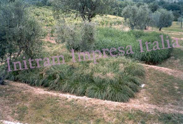 Impianto di fitodepurazione a flusso sommerso orizzontale per cantina