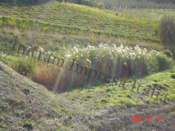 Impianto di fitodepurazione a flusso sommerso orizzontale per cantina