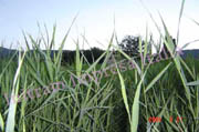 phragmites australis per fitodepurazione